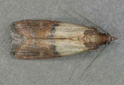 Как избавиться от моли и ее личинок. Эффективная борьба с личинками домашней моли