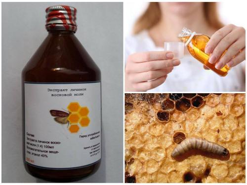 Настойка из личинок восковой моли применение. Химический состав настойки