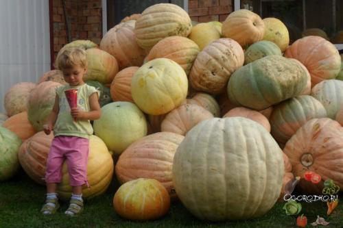 Когда убирать тыкву украина. Когда убирать тыкву, чтобы не испортилась при хранении?