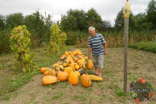 Когда убирать тыкву украина. Когда убирать тыкву, чтобы не испортилась при хранении?