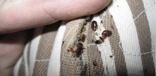 От чего появляются клопы в диване. Чешетесь по утрам? Загляните под диван! 5 признаков, что у вас завелись клопы