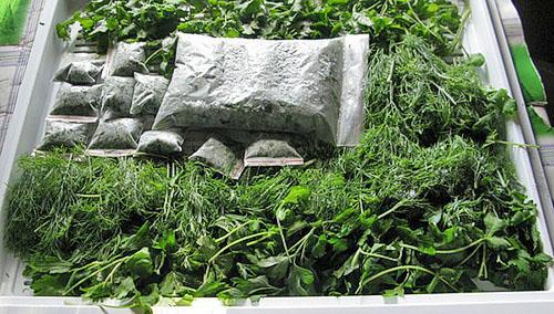 Как сохранить укроп на зиму. Как сохранить свежий укроп на зиму?