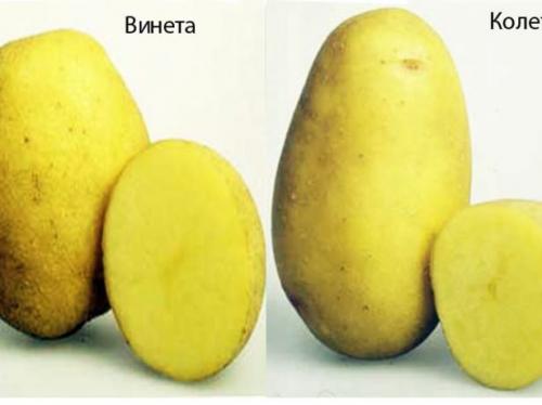 Картофель лимонка. История возникновения названия. Характеристика, описание картошки