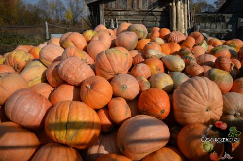 Когда убирать тыкву украина. Когда убирать тыкву, чтобы не испортилась при хранении?