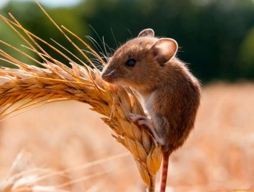 Что ест мышь. Что едят мыши