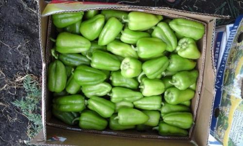 Болгарский перец сушить или заморозить. В свежем виде