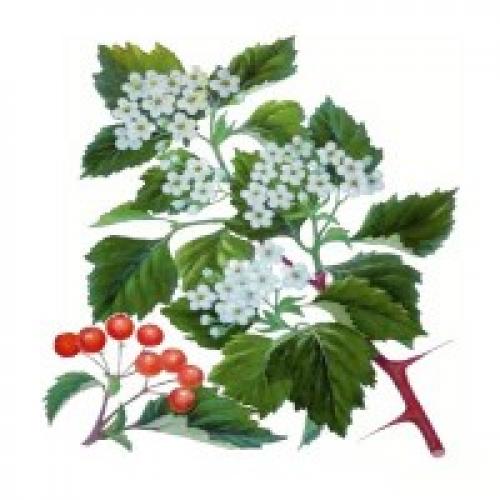 Боярышник это. Описание