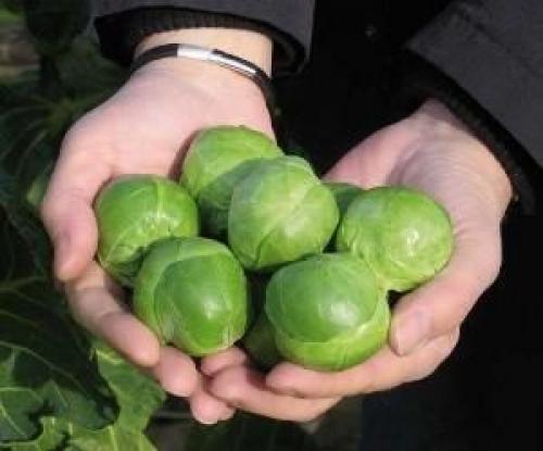 Как вкусно приготовить брюссельскую капусту на сковороде. Жареная брюссельская капуста 11 Как вкусно приготовить брюссельскую капусту на сковороде. Жареная брюссельская капуста 11