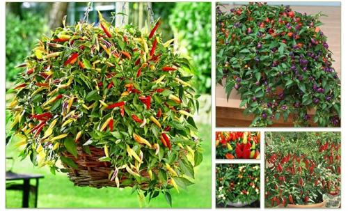 Как сохранить жгучий перчик. Острый перец в свежем виде