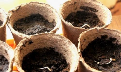 Как вырастить огурцы на подоконнике в квартире зимой. Сроки и техника посева семян на рассаду