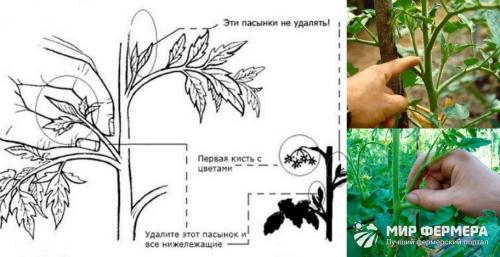 Пасынкование помидор. Как правильно пасынковать помидоры в теплице