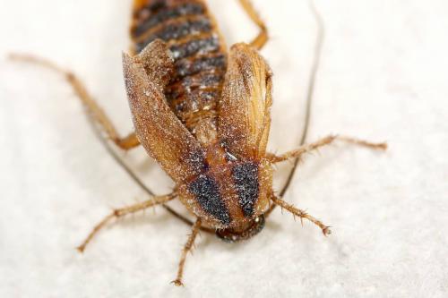 Борная кислота от тараканов. Помогает ли борная кислота от тараканов на самом деле