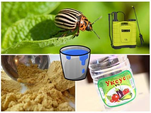 Как избавится от колорадского жука навсегда. Народные способы борьбы с колорадским жуком