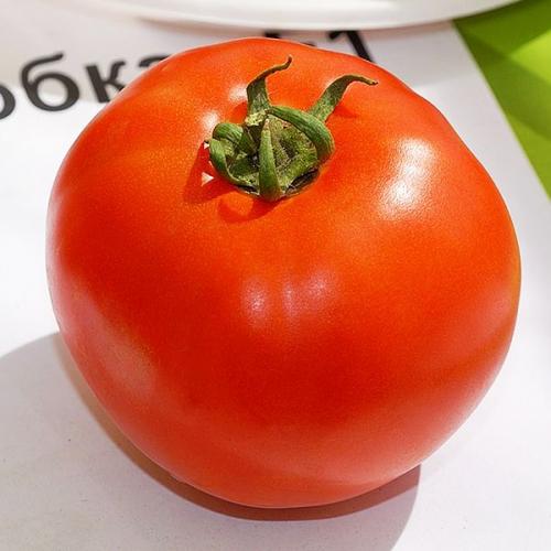 Бобкат F1 bobcat F1 томат детерминантный. Описание и характеристика томата Бобкат F1