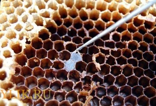 Лавровый лист против восковой моли. Методы борьбы