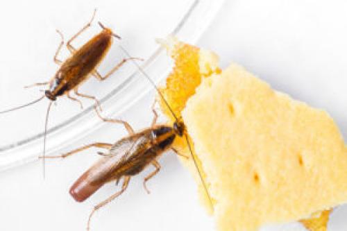 Что делать если тараканы пришли от соседей. От соседей бегут тараканы: что делать, куда обращаться и жаловаться