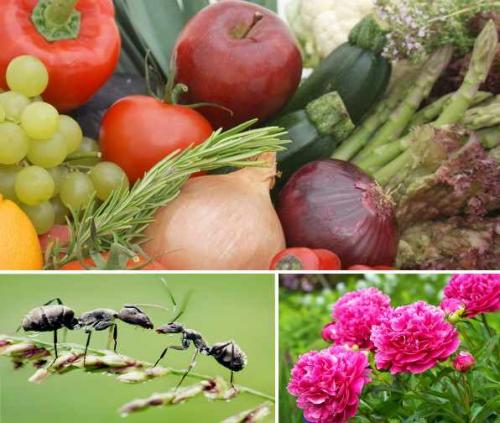 Борная кислота для чего нужна. Что такое борная кислота 10 Борная кислота для чего нужна. Что такое борная кислота 10