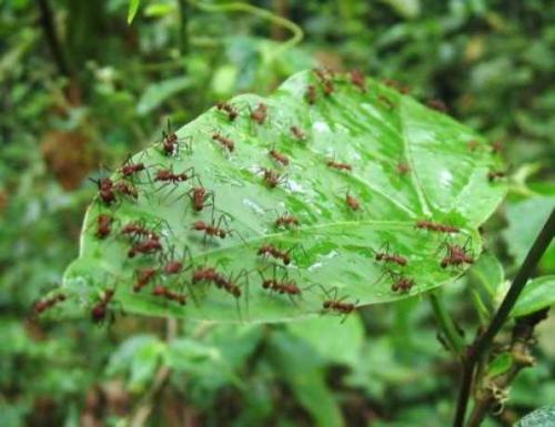 Борная кислота для чего нужна. Что такое борная кислота 13 Борная кислота для чего нужна. Что такое борная кислота 13