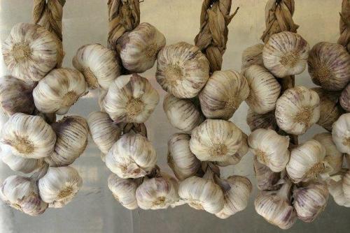 Как хранить лучше чеснок. Как хранить чеснок в квартире