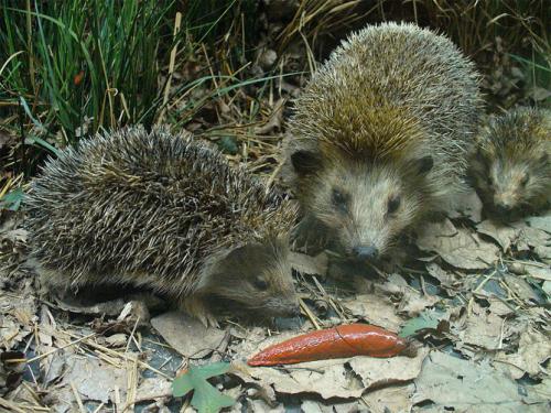 Чего боятся слизни. Как избавиться навсегда от слизней на участке, в огороде