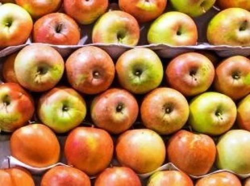 Как хранить яблоки на зиму в квартире. Как сохранить яблоки до весны или даже до следующего урожая свежими – лучшие способы хранения