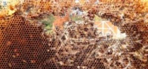 Табак от восковой моли. Как сохранить сушь, соты от восковой моли и мышей? дезинфекция рамок!