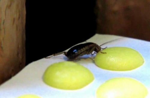 Борная кислота порошок. Борная кислота от тараканов – принцип действия и популярные рецепты