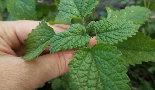 Мелисса сорта. Виды и сорта мелиссы