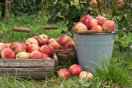Хранение яблок. Как сохранить яблоки до весны + секретный способ хранения яблок, если нет погреба или подвала