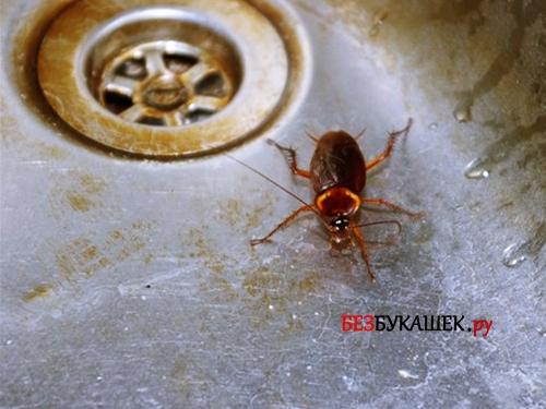 Ползут тараканы от соседей, что делать. Они могут появиться у вас двумя способами: 05