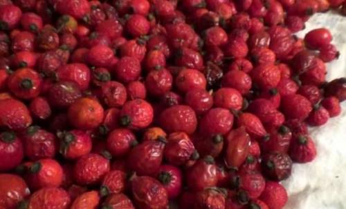 Нужно ли мыть шиповник перед сушкой. Как правильно сушить шиповник в домашних условиях: сушка плодов, листьев и цветов