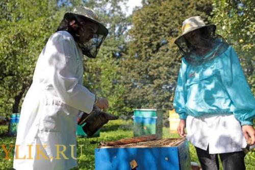 Лавровый лист против восковой моли. Методы борьбы