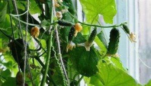 Как вырастить огурцы в квартире зимой. Выращивание огурцов в квартире: семена, сорта, место, емкости