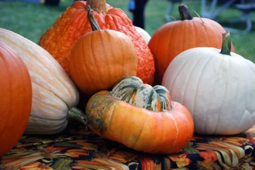 Сколько хранится вырезанная тыква. Как хранить разрезанную тыкву