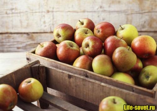 Как хранить недозревшие яблоки. 