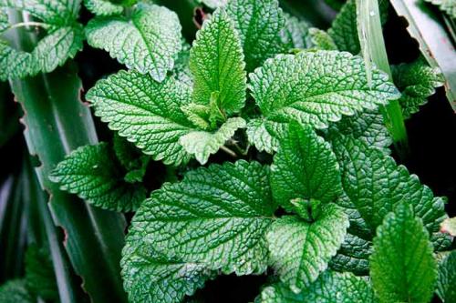 Мелисса сорта. Виды и сорта мелиссы