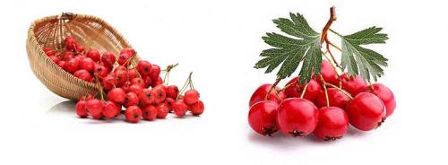 Боярышник обыкновенный заготовка на зиму. О боярышнике: