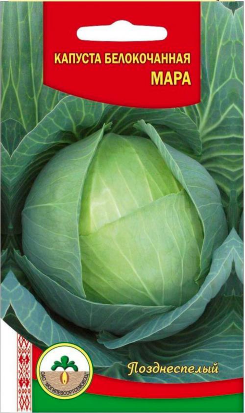 Поздняя капуста. Поздние сорта белокочанной капусты