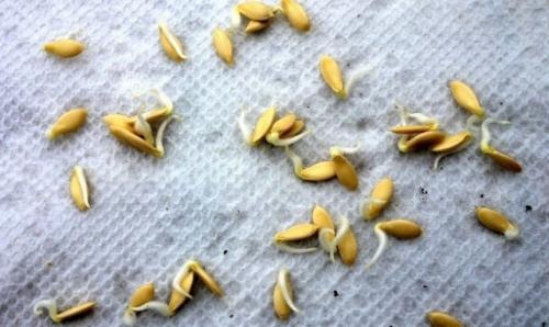 Как вырастить огурцы на подоконнике в квартире зимой. Сроки и техника посева семян на рассаду