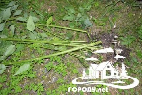 Топинамбур сушеный применение. Лечебные свойства 03