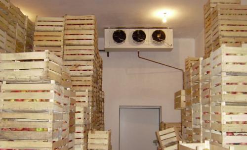 Как сохранить груши на зиму. Как в домашних условиях сохранить свежими зимние сорта груш