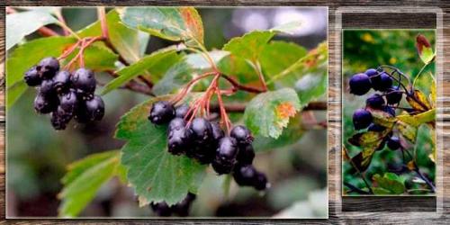 Боярышник черный рецепты. Полезные свойства черного боярышника