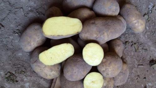 Бриз картофель описание. Описание сорта картофеля