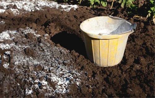 Чего боятся слизни. Как избавиться навсегда от слизней на участке, в огороде