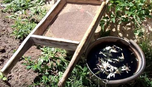 Как избавится от колорадского жука навсегда. Народные способы борьбы с колорадским жуком