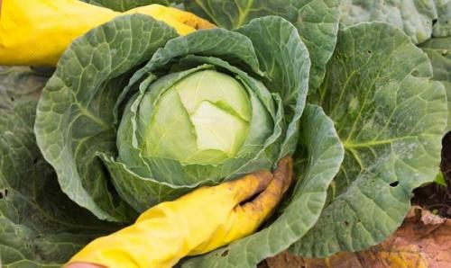 Как сохранить капусту свежей до весны