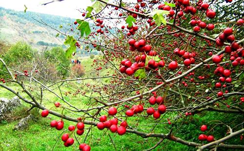 Боярышник это. Описание