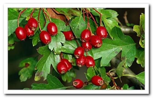 Боярышник рецепты. Рецепты из плодов боярышника