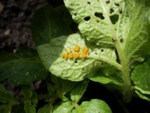 Как избавится от колорадского жука навсегда. Народные способы борьбы с колорадским жуком