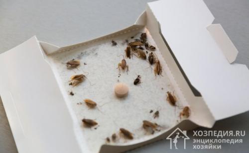 Как избавиться от тараканов в домашних условиях быстро за 1 день. Специальная химия и другие средства борьбы